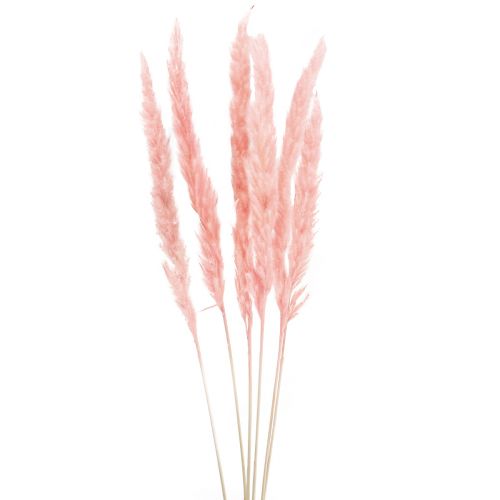 Pampas grass deco, pampas grass dried pampas grass pink 72cm 6pcs