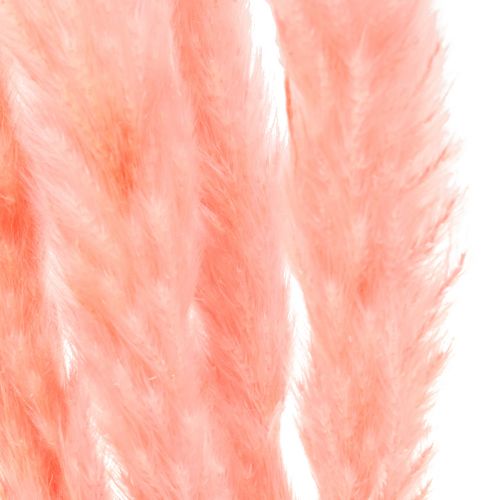 Product Pampas grass deco, pampas grass dried pampas grass pink 72cm 6pcs