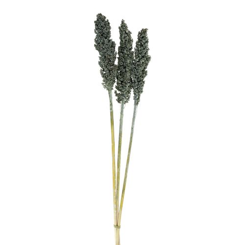 Floristik24 Dried flowers sorghum millet blue-green dried flowers 72cm 3pcs