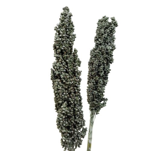 Product Dried flowers sorghum millet blue-green dried floristry 72cm 3 pcs