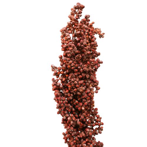 Floristik24 Dried Flowers Sorghum Millet Orange Dry Flowers 70cm 3pcs