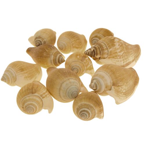 Floristik24 Snail Shells Deco Sea Snail Brown White 3.5-5cm 250g