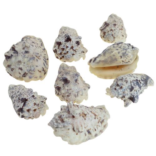 Floristik24 Snail shells deco sea snails natural 5.5-7.5cm 250g