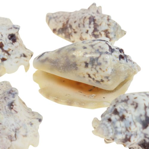 Floristik24 Snail shells deco sea snails natural 5.5-7.5cm 250g