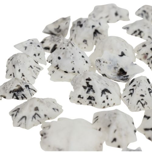 Floristik24 Shell Deco Shells White Black Small 1-2.5cm 250g