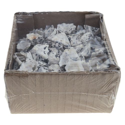 Floristik24 Shell Deco Shells White Black Small 1-2.5cm 250g