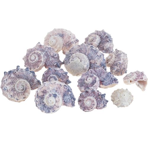 Floristik24 Snail Shells Deco Sea Snails Purple White 3-6cm 250g