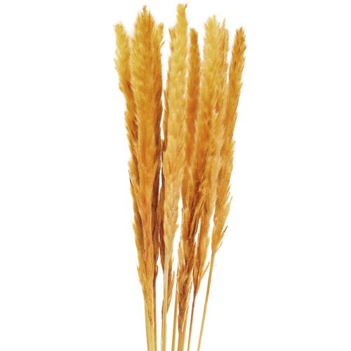 Floristik24 Pampas grass deco, pampas grass dried pampas grass yellow 74cm 10 pieces