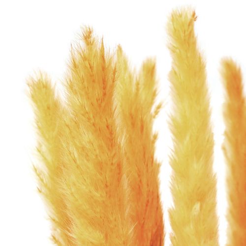 Product Pampas grass decoration, dried pampas grass yellow 74cm 10 pcs