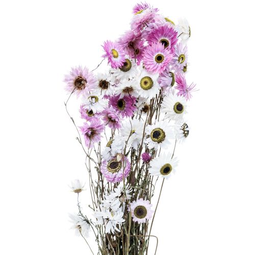 Floristik24 Dried Flowers White Pink Straw Flowers 40-45cm 30g