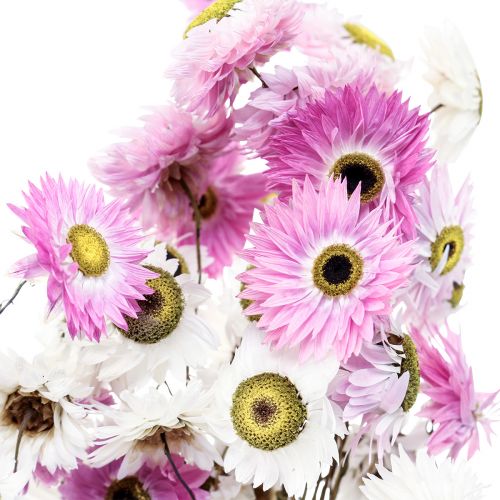 Product Dried Flowers White Pink Straw Flowers 40-45cm 30g