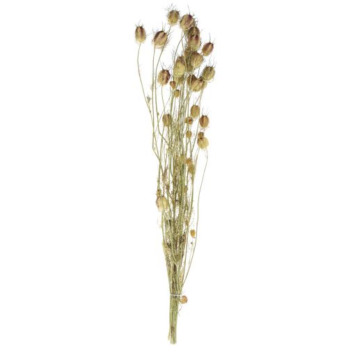 Floristik24 Nigella dried flower Jungfer im Grünen dry floristry 24-45cm 20g