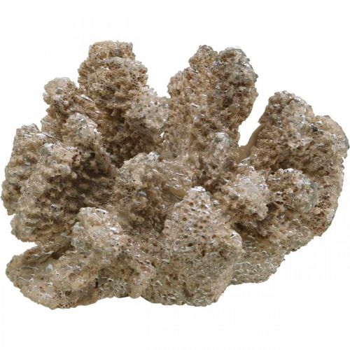 Floristik24 Maritime decoration, sea animal, decoration coral polyresin 13.5x11.5cm