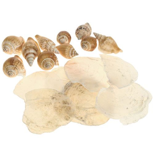 Product Capiz mussels snail shell decoration maritime brown white 600g