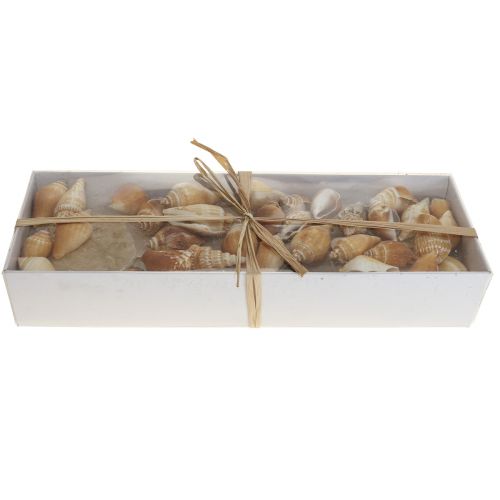 Product Capiz mussels snail shell decoration maritime brown white 600g