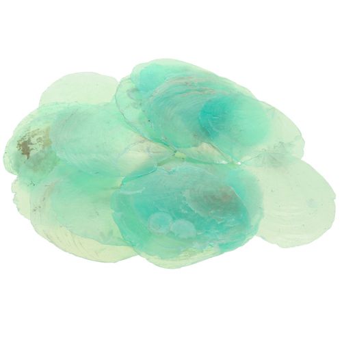 Floristik24 Capiz shells, capiz discs, mother-of-pearl discs turquoise 6.5–9.5cm 650g