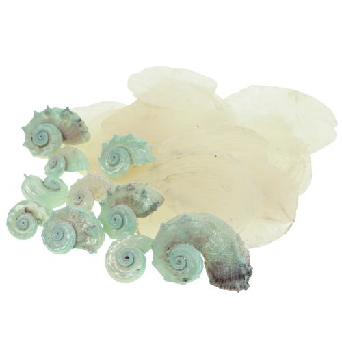 Product Capiz Mother of Pearl Shell Mother of Pearl Slices Sea Snail Shell Green 2–9cm 650g