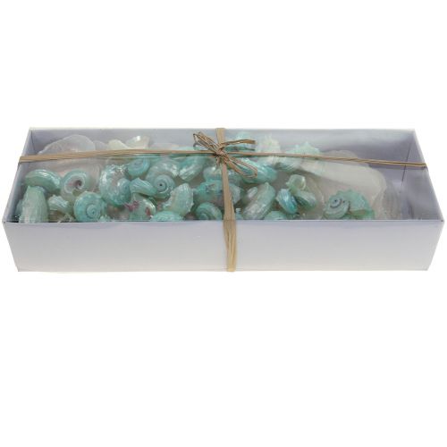 Floristik24 Capiz Mother of Pearl Shell Mother of Pearl Discs Sea Snail Shell Green 2-9cm 650g