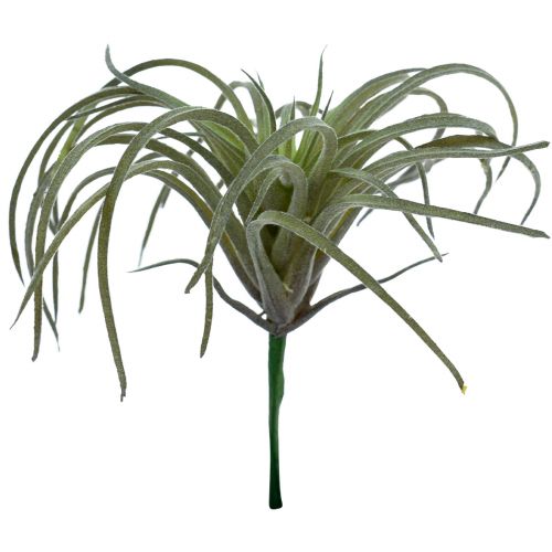 Floristik24 Tillandsia Succulent Artificial Green Plants 13cm