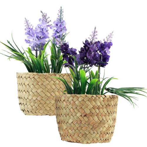 Floristik24 Artificial hyacinth in pot seagrass blue purple 16/17cm 2pcs