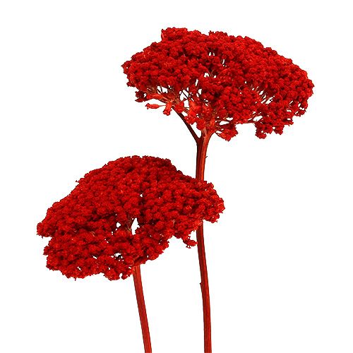 Floristik24 Achillea 1kg Poppy Red