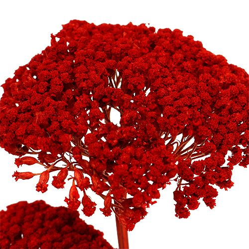Floristik24 Achillea 1kg Poppy Red