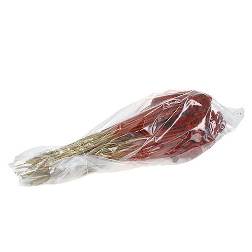 Floristik24 Achillea 1kg Poppy Red