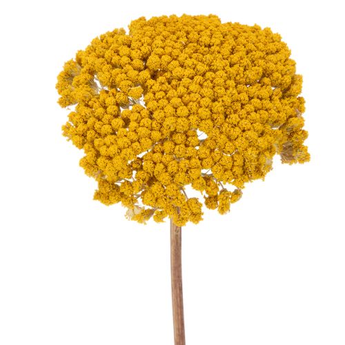 Achillea Dried Flowers Yellow 1kg - Natural Yarrow Stems 45-60cm buy online | Floristik24.co.uk