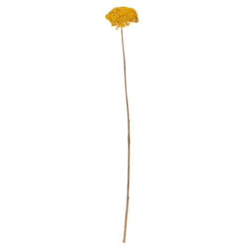 Achillea Dried Flowers Yellow