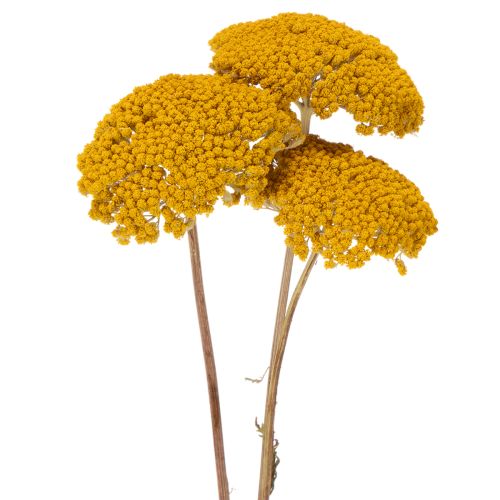 Achillea Dried Flowers Yellow
