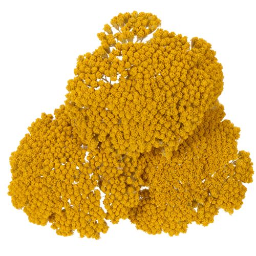 Achillea Dried Flowers Yellow