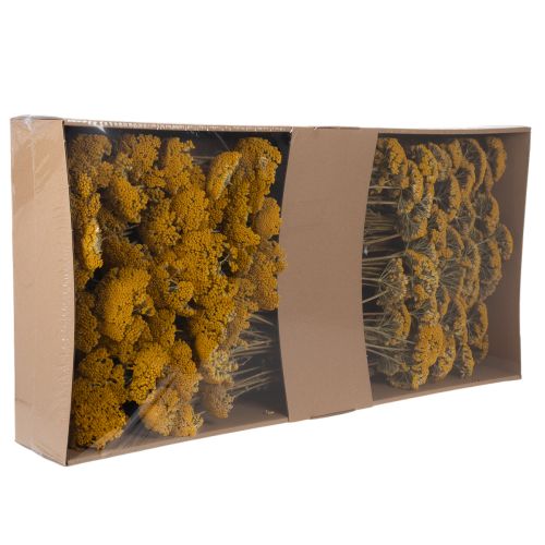 Achillea Dried Flowers Yellow