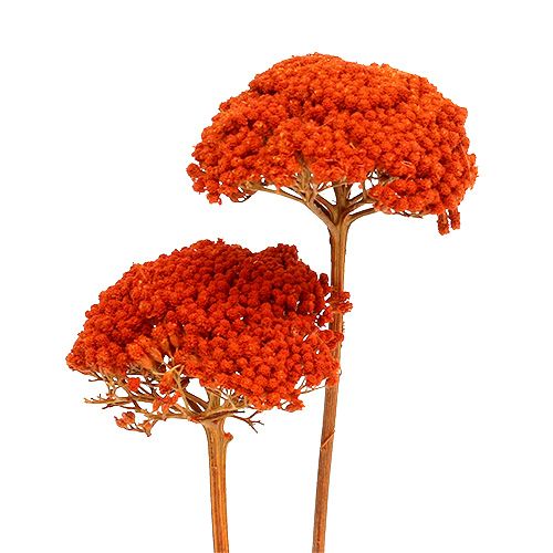 Product Achillea Orange Dried Flowers Yarrow 45-60cm 1kg