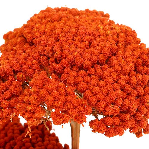 Product Achillea Orange Dried Flowers Yarrow 45-60cm 1kg