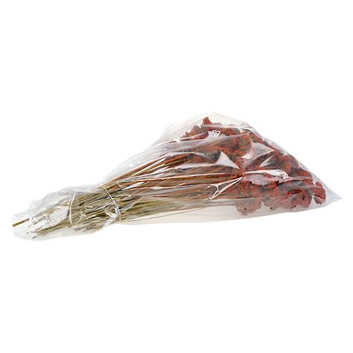 Product Achillea Orange Dried Flowers Yarrow 45-60cm 1kg