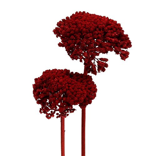 Product Achillea 1kg Wine Red