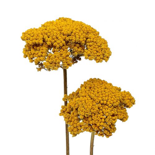 Floristik24 Achillea 500g natural