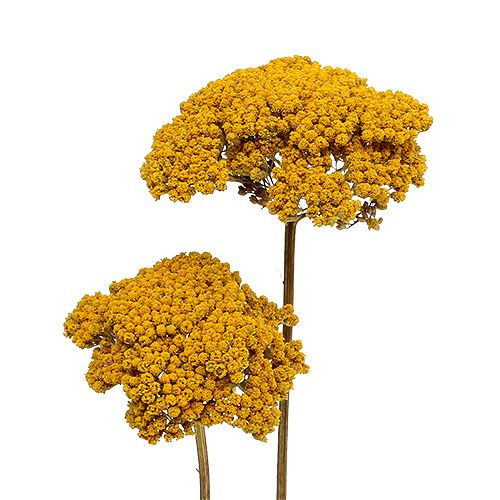 Product Achillea 1kg natural