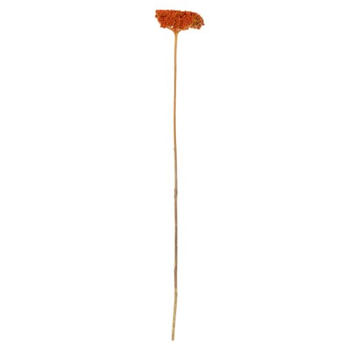 Achillea Orange Dried Flowers Yarrow 45-60cm 1kg | Floristik24.co.uk