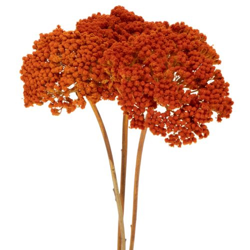 Achillea Orange Dried Flowers