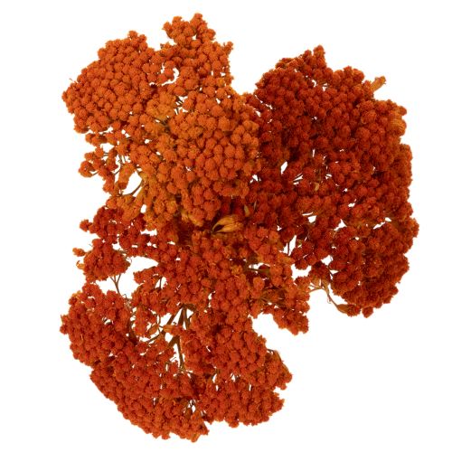 Achillea Orange Dried Flowers