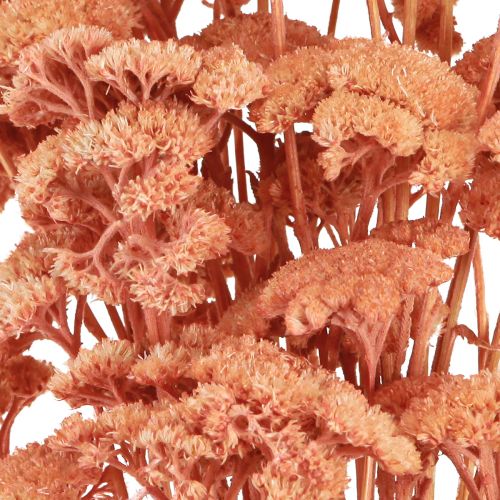 Product Achillea Yarrow dried meadow flowers salmon 40-50cm 80g