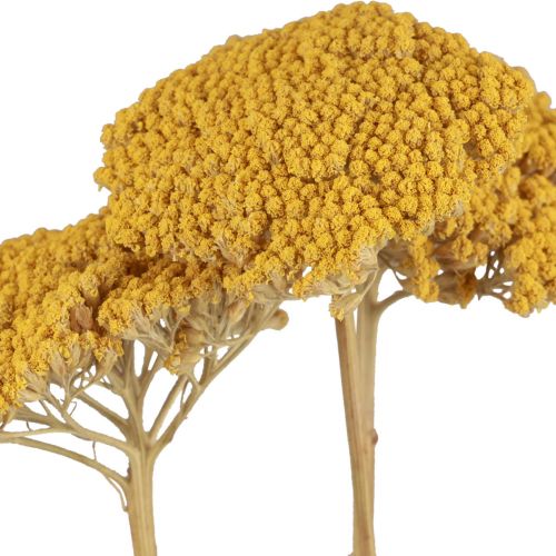 Product Yarrow dried flowers Achillea millefolium 30g x 2pcs