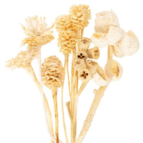 Floristik24 Africa range, bleached, 60 pieces