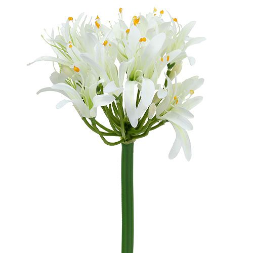 Floristik24 Agapanthus white 78cm 1pc