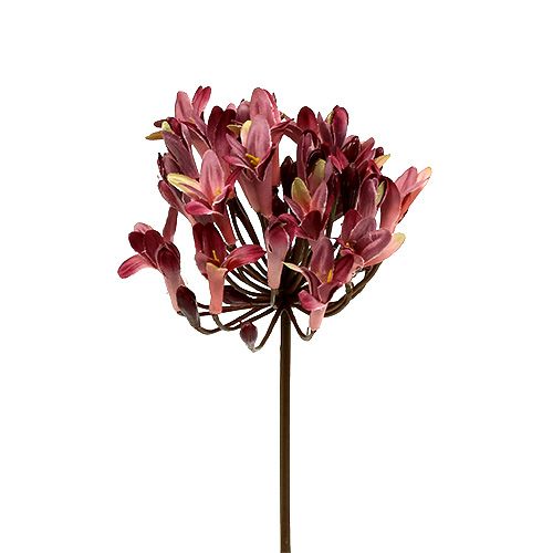 Floristik24 Agapanthus artificial dark red L75cm 3pcs