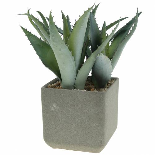 Floristik24 Succulent agave in a pot H17cm