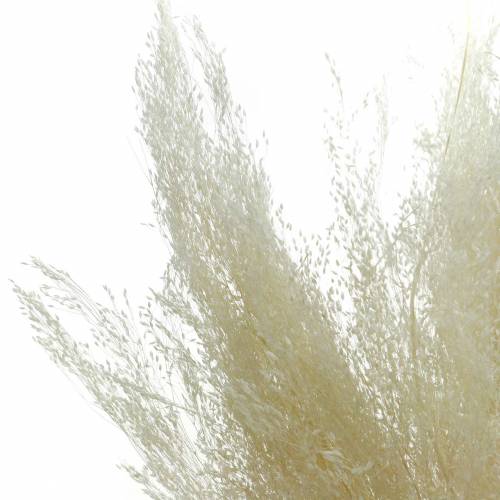 Product Dry grass Agrostis bleached 40g