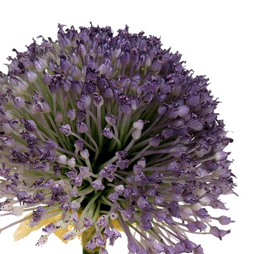 Product Allium 87cm Lavender