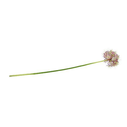 Floristik24 Allium light purple L76cm